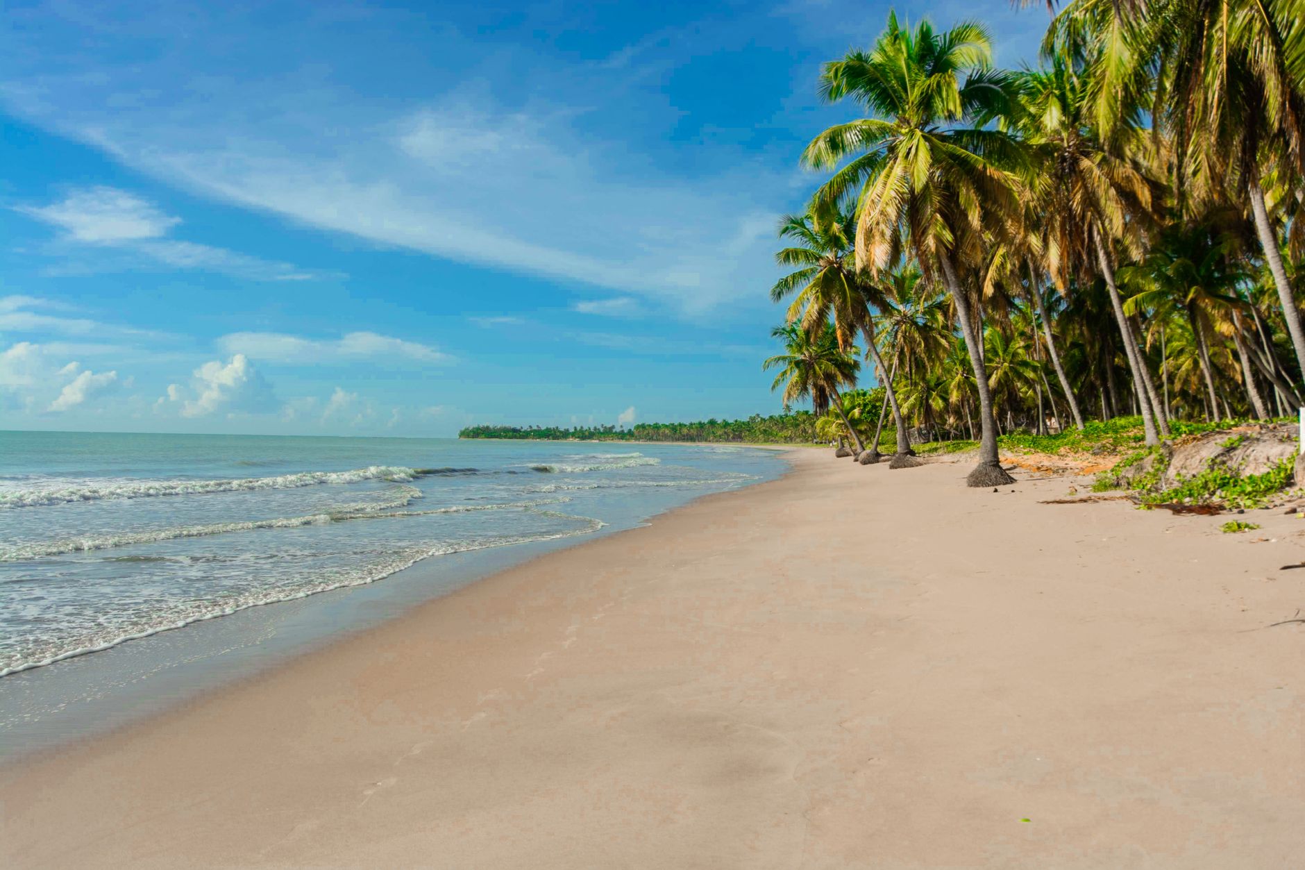 A serene tropical beach with palm trees under a clear blue sky, perfect for summer relaxation.