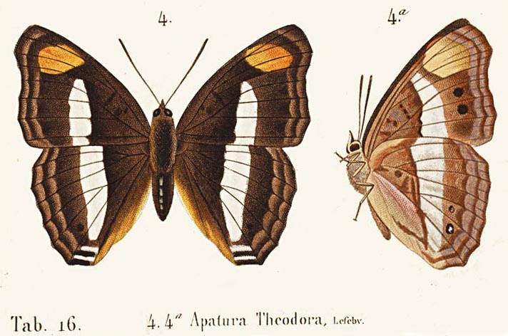 Doxocopa pavon theodora (female, dorsal and ventral) by Pierre Hippolyte Lucas (1857)