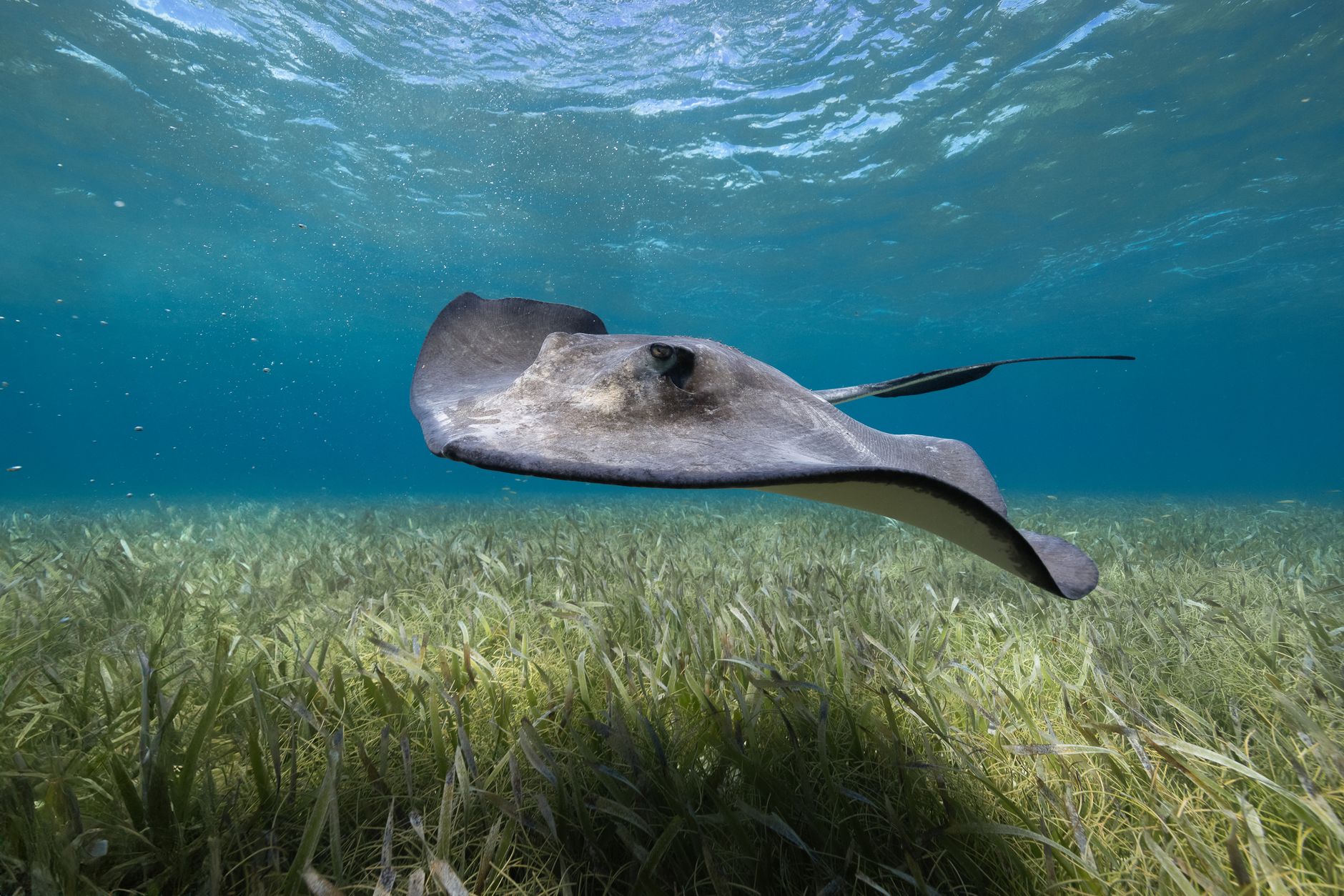 A graceful stingray swimming above seagrass in the clear waters of Belize.